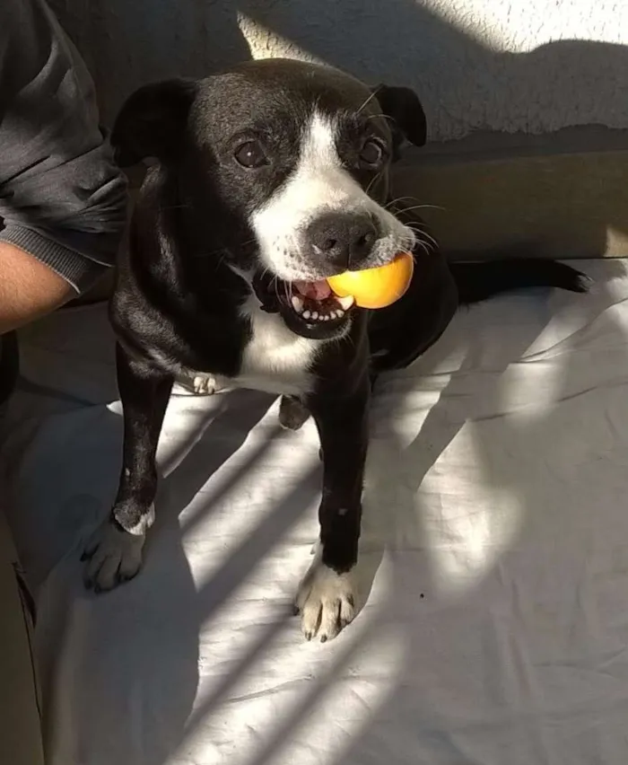 Cachorro ra a Mix de Pitbull idade 5 anos nome Sansão
