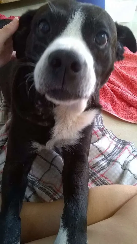 Cachorro ra a Mix de Pitbull idade 5 anos nome Sansão