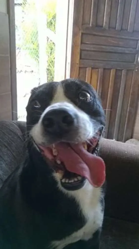 Cachorro ra a Mix de Pitbull idade 5 anos nome Sansão