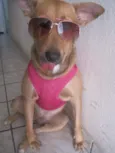 Linguinha