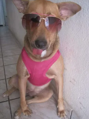 Cachorro raça Viralata idade 3 anos nome Linguinha
