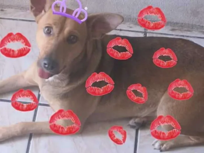 Cachorro raça Viralata idade 3 anos nome Linguinha