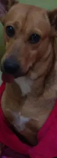Linguinha