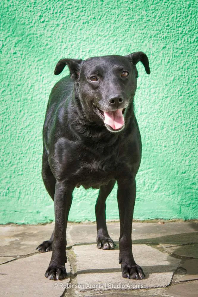 Cachorro ra a SRD idade 2 anos nome Meg