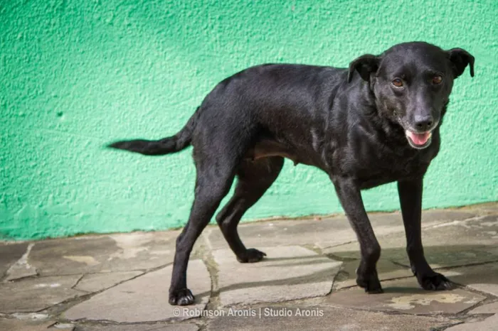 Cachorro ra a SRD idade 2 anos nome Meg