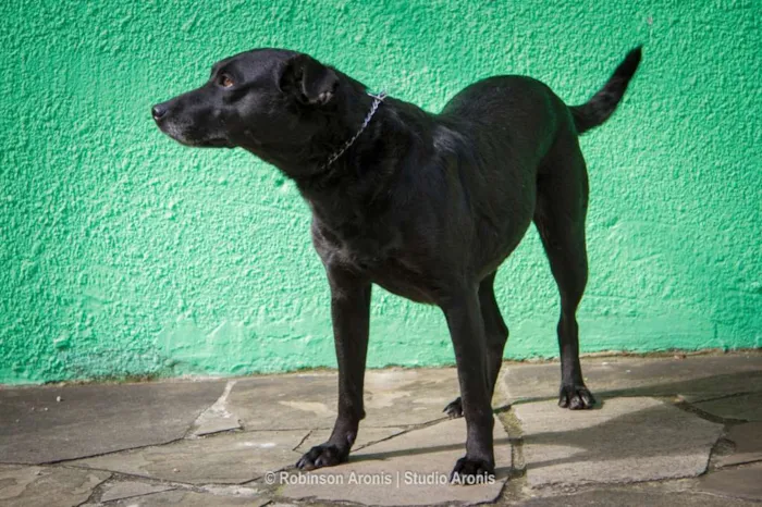 Cachorro ra a SRD idade 2 anos nome Meg