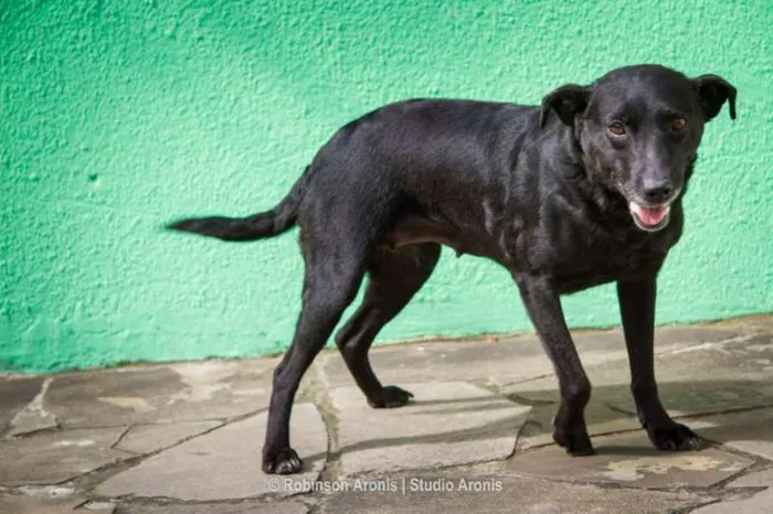 Cachorro ra a SRD idade 2 anos nome Meg