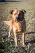 LUpo