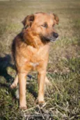 LUpo