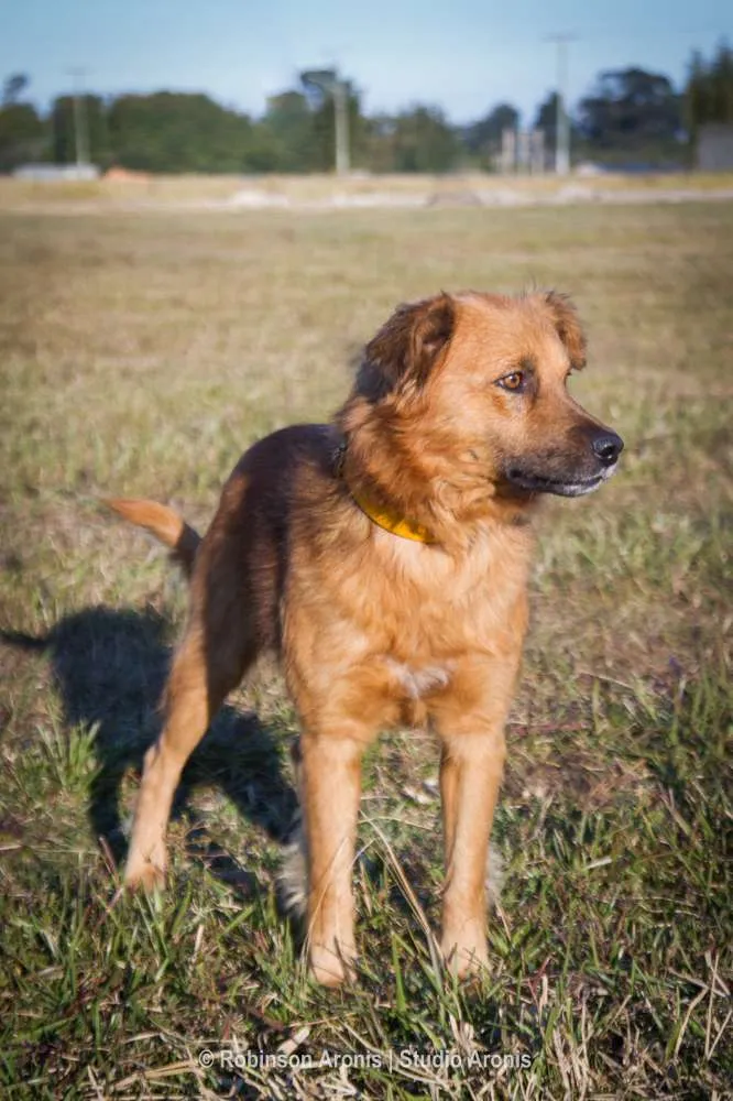 Cachorro ra a Mix Akita idade 1 ano nome LUpo