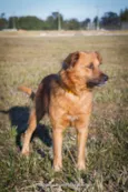LUpo