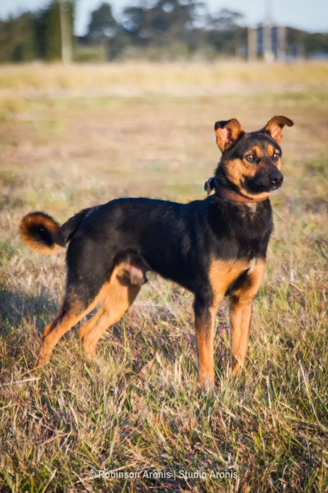 Cachorro ra a Mix  pastor Alemão idade 1 ano nome George