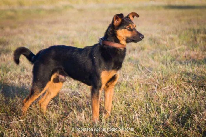 Cachorro ra a Mix  pastor Alemão idade 1 ano nome George