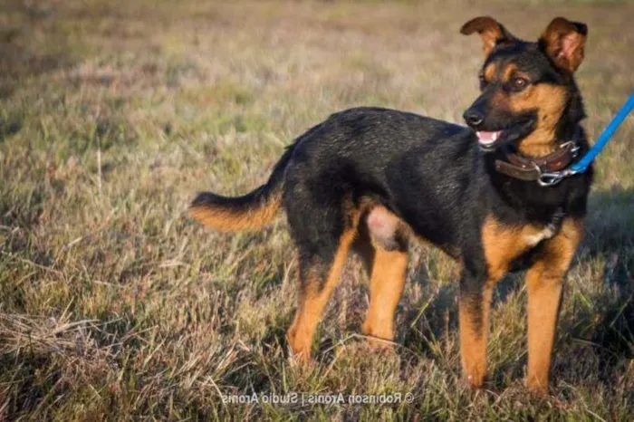 Cachorro ra a Mix  pastor Alemão idade 1 ano nome George