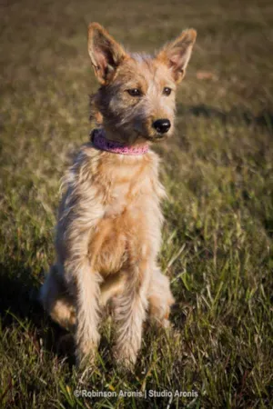 Cachorro raça SRD idade 7 a 11 meses nome Cristal