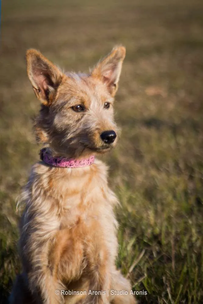 Cachorro ra a SRD idade 7 a 11 meses nome Cristal