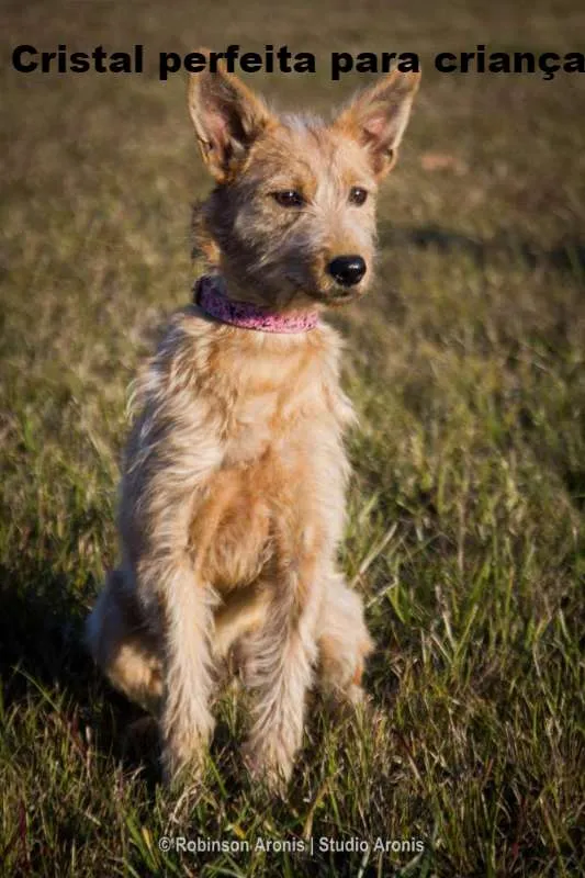 Cachorro ra a SRD idade 7 a 11 meses nome Cristal