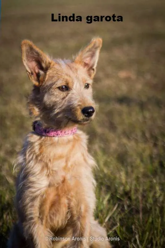Cachorro ra a SRD idade 7 a 11 meses nome Cristal