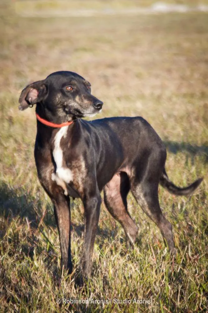 Cachorro ra a SRD idade 2 anos nome Preta