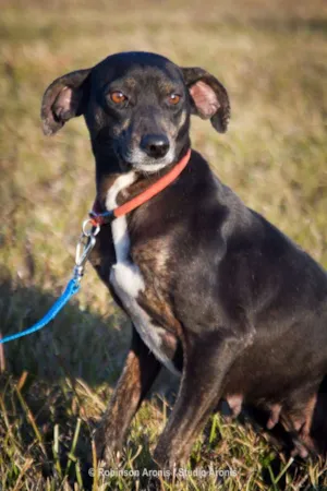 Cachorro raça SRD idade 2 anos nome Preta