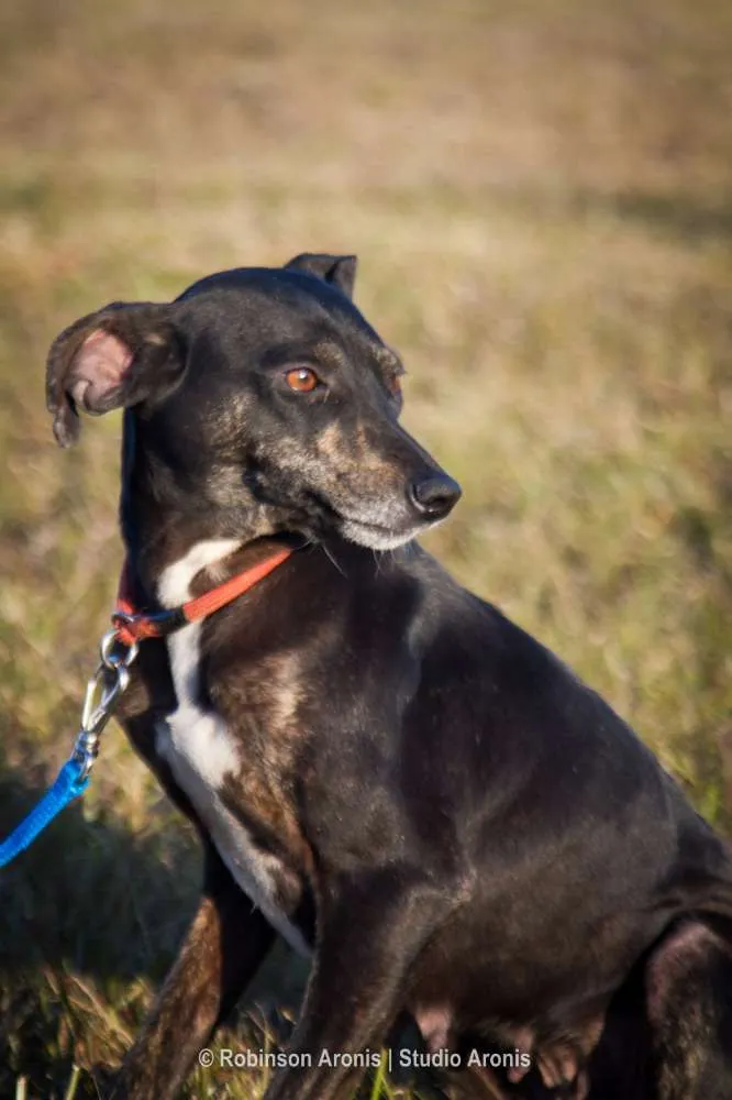 Cachorro ra a SRD idade 2 anos nome Preta