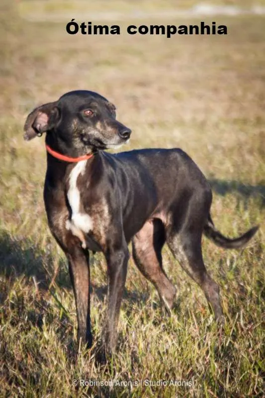 Cachorro ra a SRD idade 2 anos nome Preta