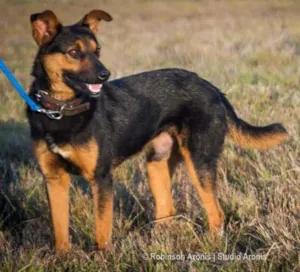 Cachorro raça Mix  pastor Alemão idade 1 ano nome George