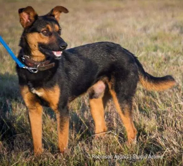 Cachorro ra a Mix  pastor Alemão idade 1 ano nome George