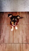 Nala
