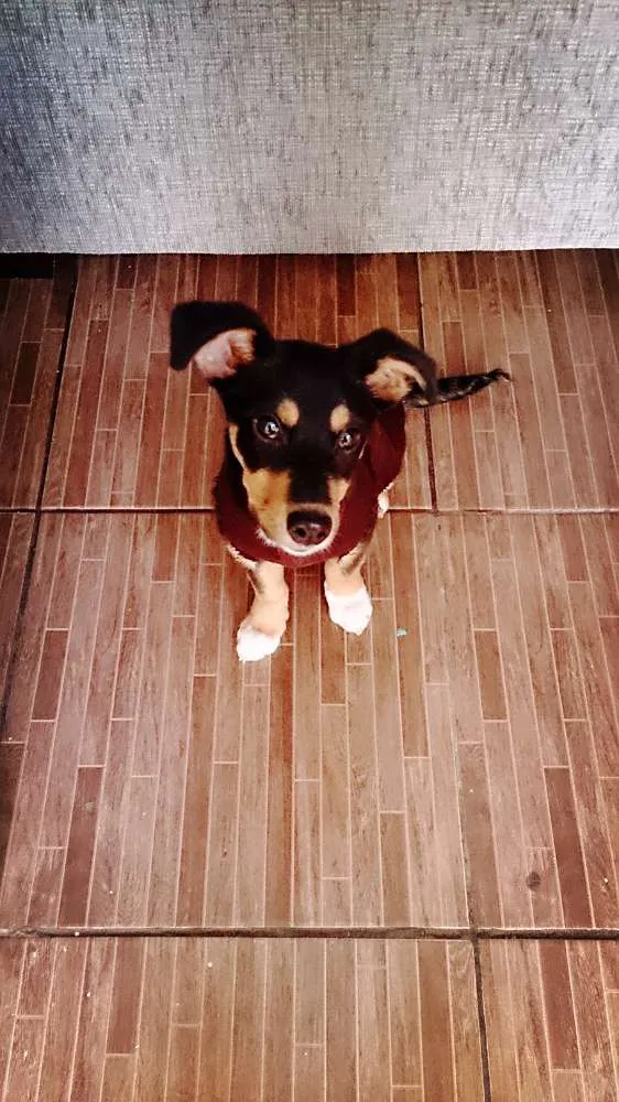 Cachorro ra a SRD idade 2 a 6 meses nome Nala