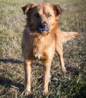 Cachorro raça Mix Akita idade 1 ano nome LUpo