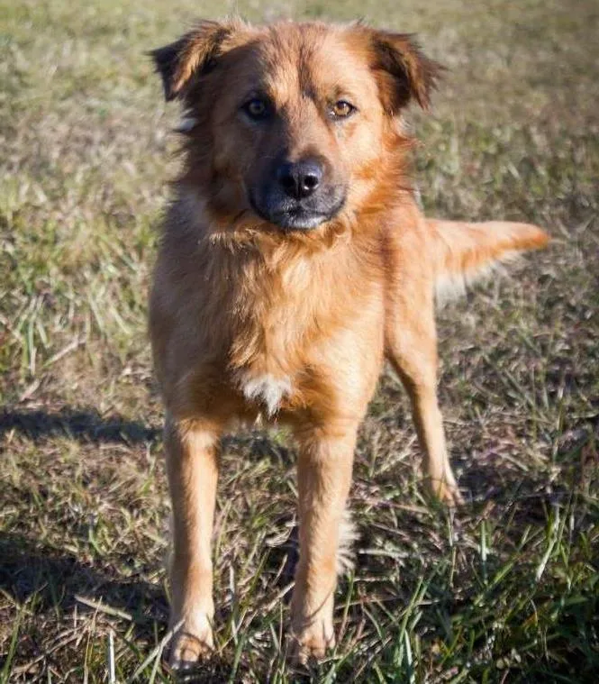Cachorro ra a Mix Akita idade 1 ano nome LUpo