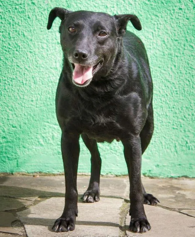 Cachorro ra a SRD idade 2 anos nome Meg
