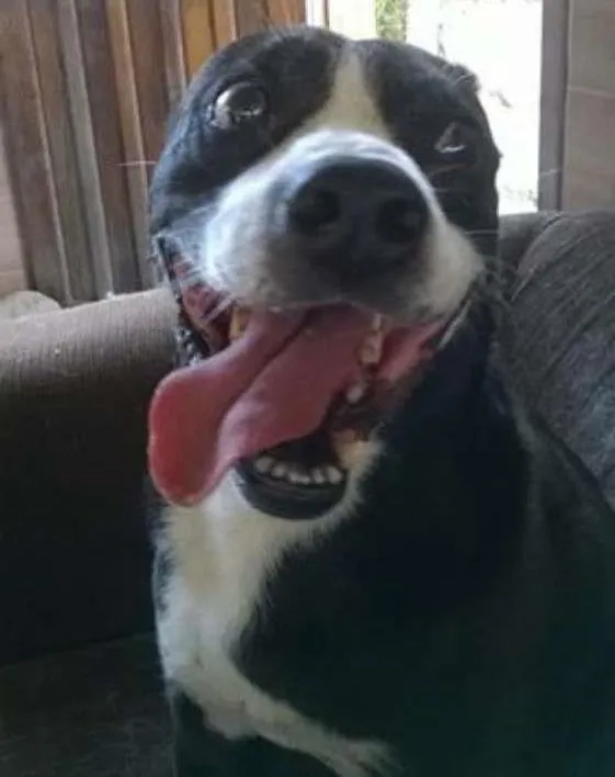 Cachorro ra a Mix de Pitbull idade 5 anos nome Sansão