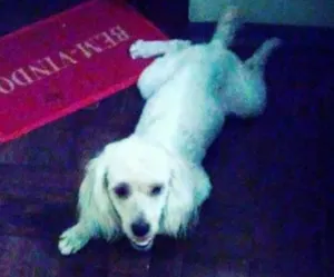 Cachorro raça Poodle idade 2 a 6 meses nome Speak