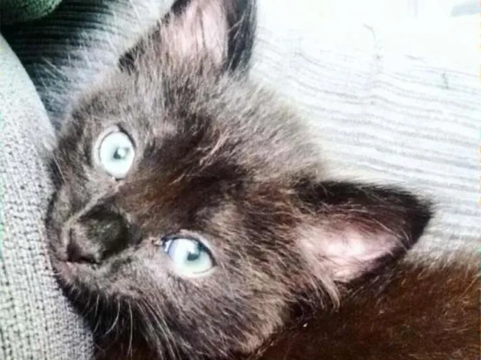 Gato ra a  idade 2 a 6 meses nome Fred