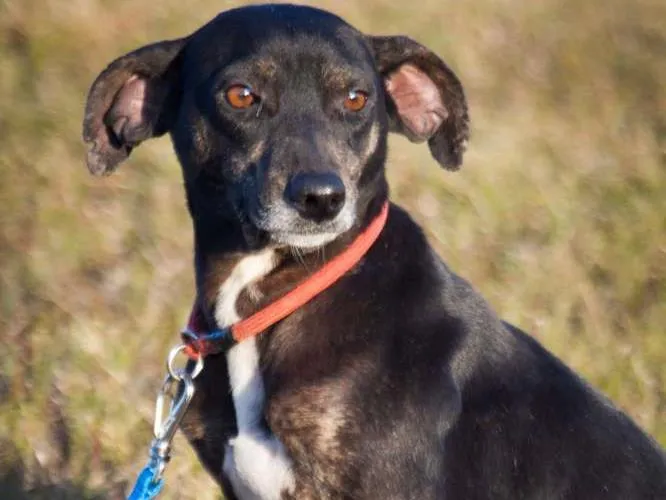 Cachorro ra a SRD idade 2 anos nome Preta