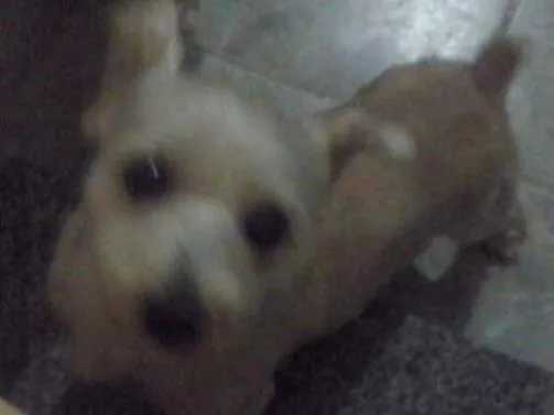 Cachorro raça Mestiço xinauzer com xitsu idade 4 anos nome Ayron