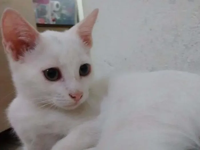 Gato ra a SRD idade 2 a 6 meses nome Sem nome 
