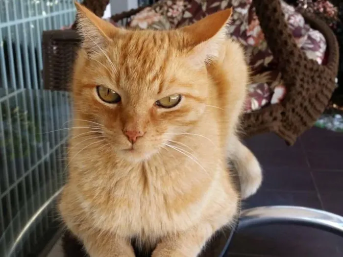 Gato ra a sem raça idade 6 ou mais anos nome Cajú