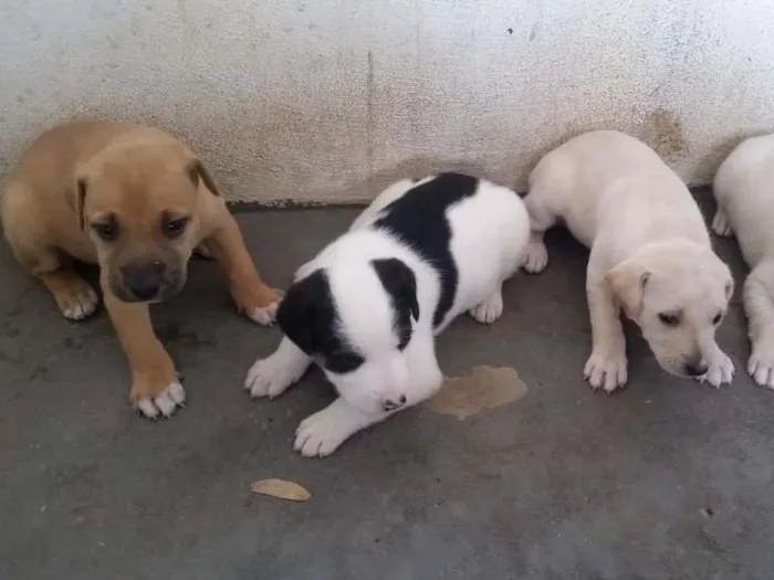Cachorro raça Vira-lata idade Abaixo de 2 meses nome Sem nome ainda
