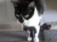 Miauzinha