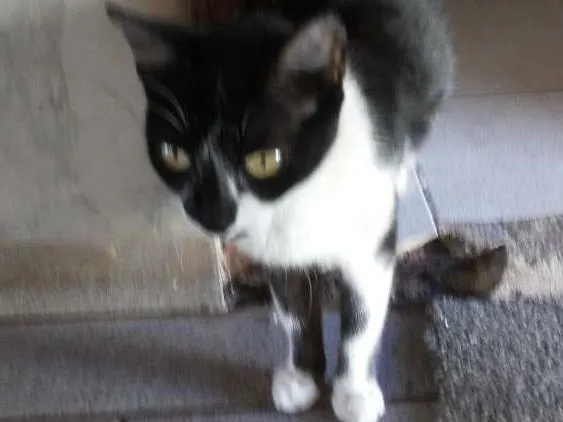 Gato ra a Vira lata idade 1 ano nome Miauzinha