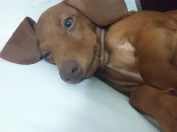 Cachorro raça Dachshund (Salsicha) idade 2 a 6 meses nome Neguinha