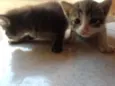 Felinoos 