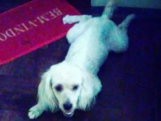Cachorro raça Poodle idade 2 a 6 meses nome Speak