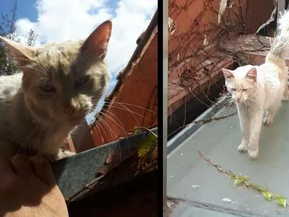 Gato ra a  idade 2 anos nome desconhecido