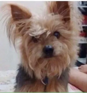 Cachorro raça Yorkshire  idade 6 ou mais anos nome Bill