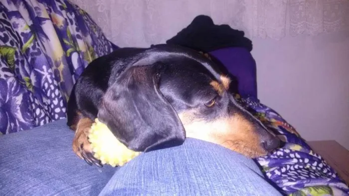 Cachorro raça Basset-Cofap idade 6 ou mais anos nome Belinha