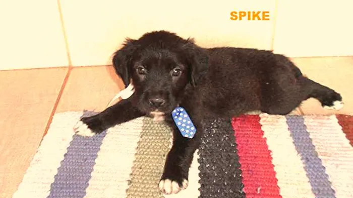 Cachorro ra a Não definida idade Abaixo de 2 meses nome SPIKE